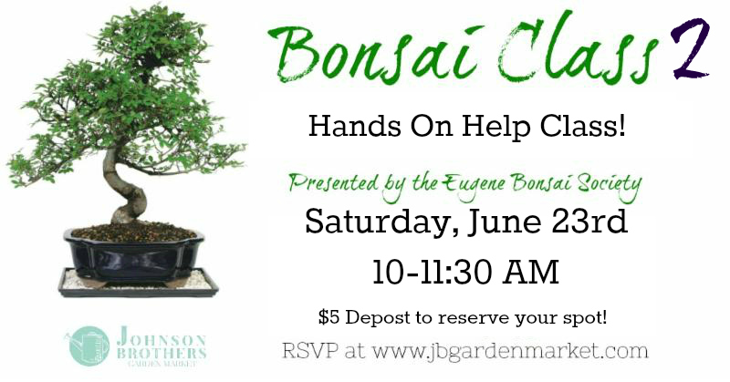 Hands On Bonsai Class With The Eugene Bonsai Society Johnson Brothers