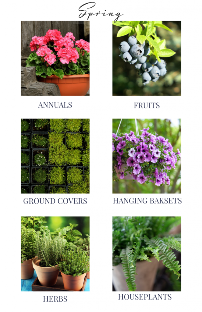 Hanging Baskets, Eugene Johnson Brothers Greenhouses